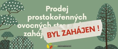 Prodej prostokořenných sazenic