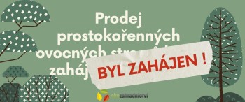 Prodej prostokořenných sazenic