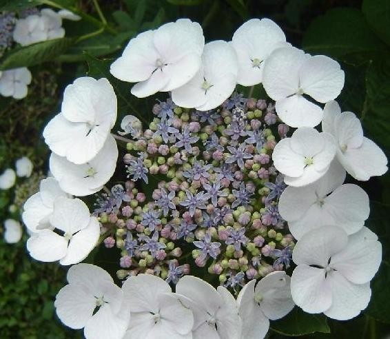 Hortenzie velkolistá LIBELLE @