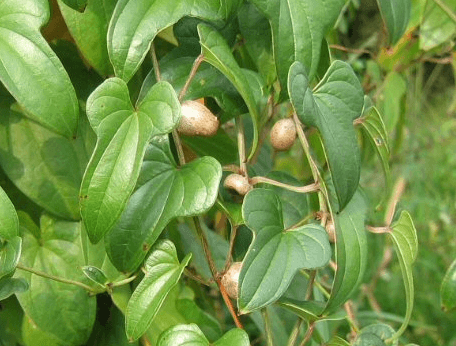 Jam čínský (Dioscorea batatas) - Světelný kořen