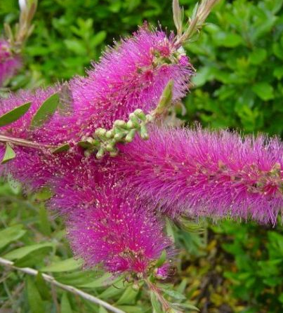 Štětkovec (Callistemon acuminatus)