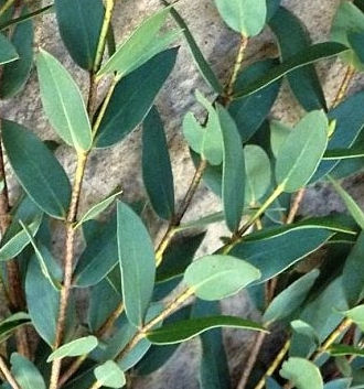 Eucalyptus parvifolia