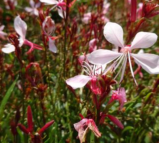 Svíčkovec - Gaura lindheimeri GRACEFUL LIGHT PINK @