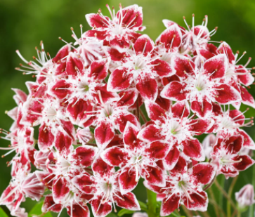 Kalmia (mamota) širokolistá ´Galaxy´