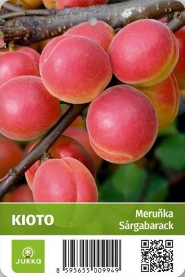 Meruňka KIOTO® - St. Jul.