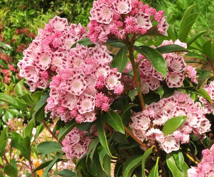 Kalmia (mamota) širokolistá ´Ginkona´