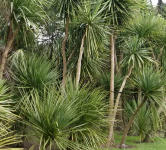 Dračinka Cordyline indivisa