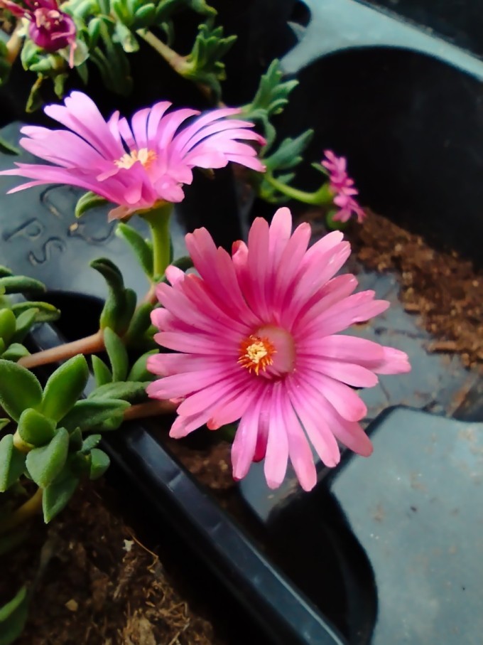 Delosperma MANGA EYES