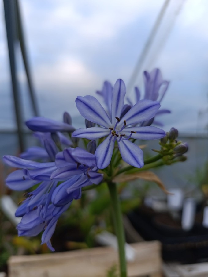 Kalokvět - Agapanthus CHARLOTTE