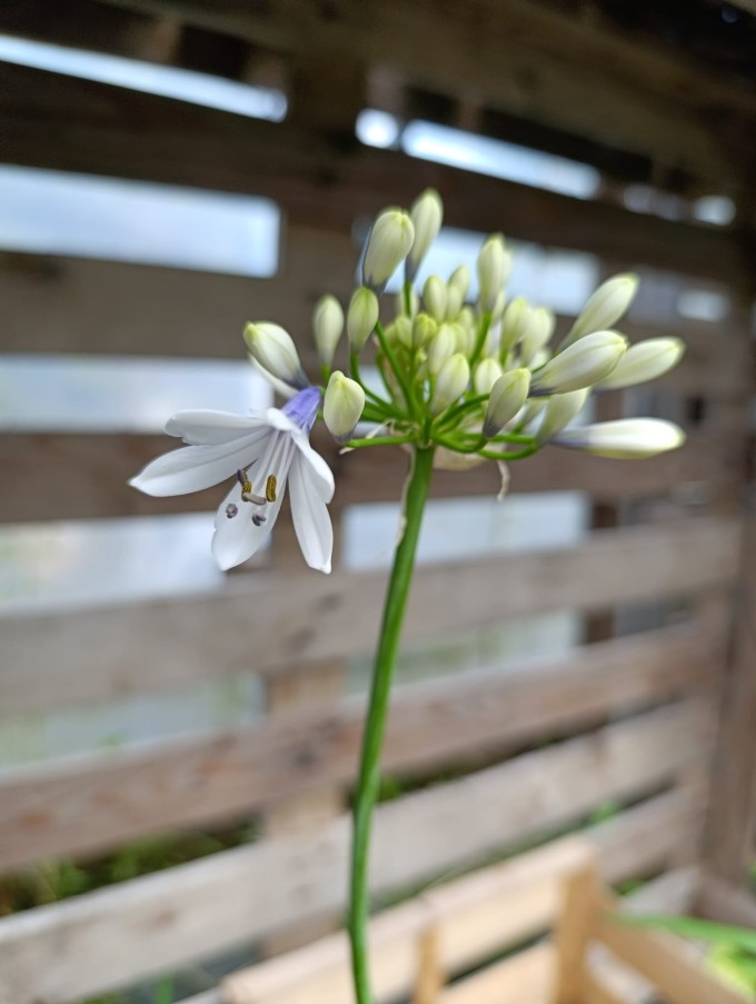 Kalokvět - Agapanthus TWISTER®