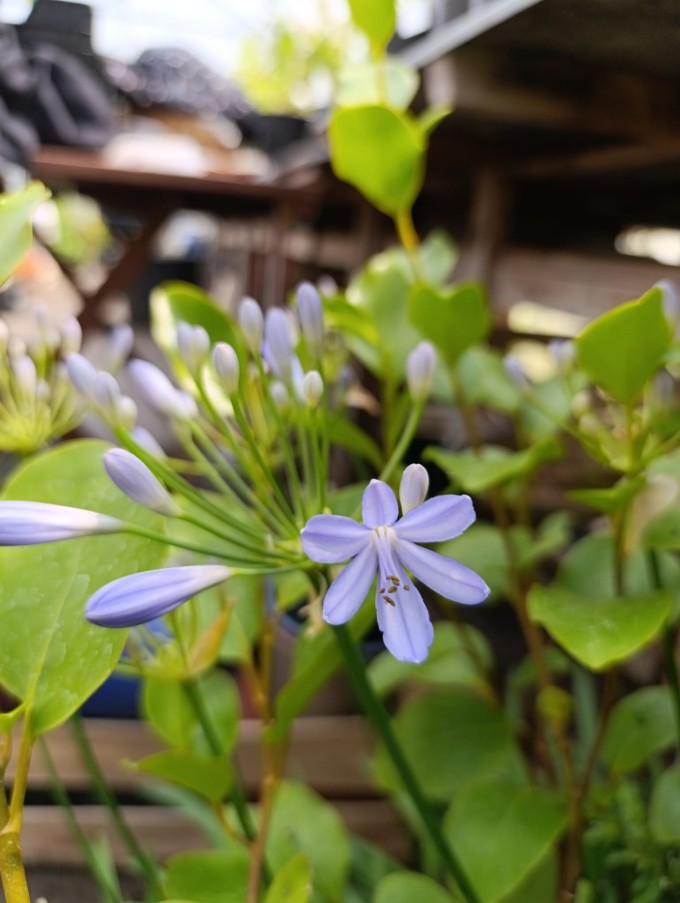 Kalokvět - Agapanthus PETER PAN