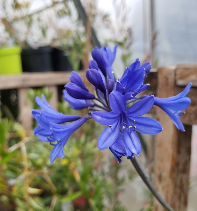 Kalokvět - Agapanthus BRILLIANT BLUE