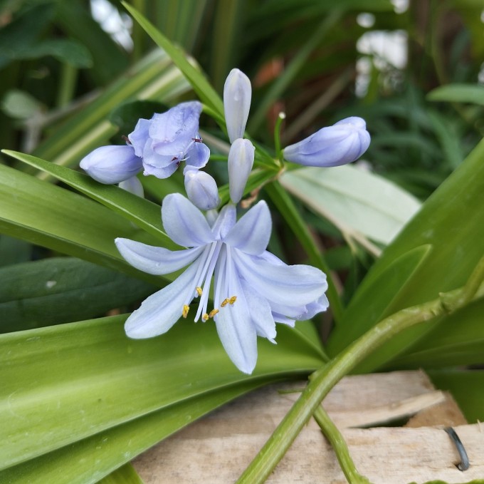 Kalokvět - Agapanthus QUEEN ANNE