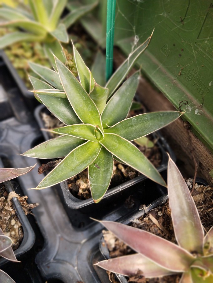 Agave filifera