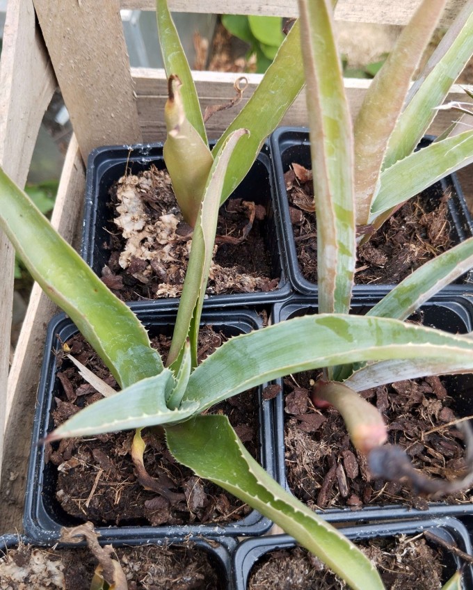 Agave angustifolia