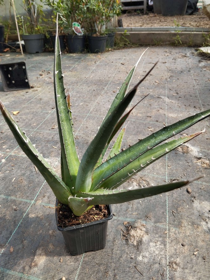 Agave lophanta