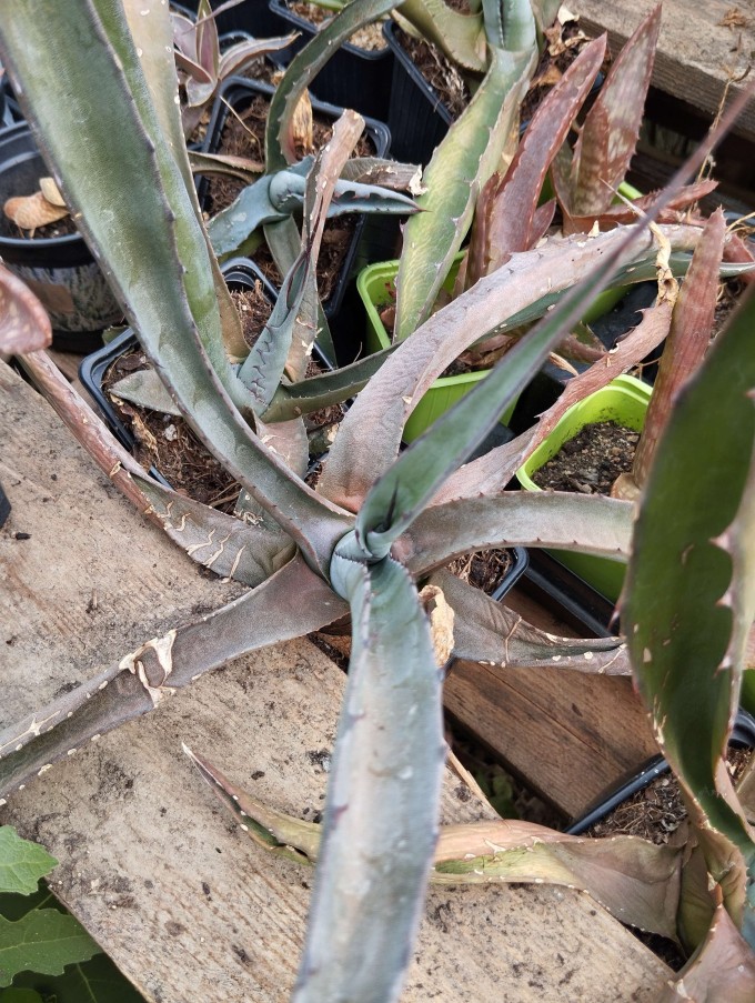 Agave havardiana