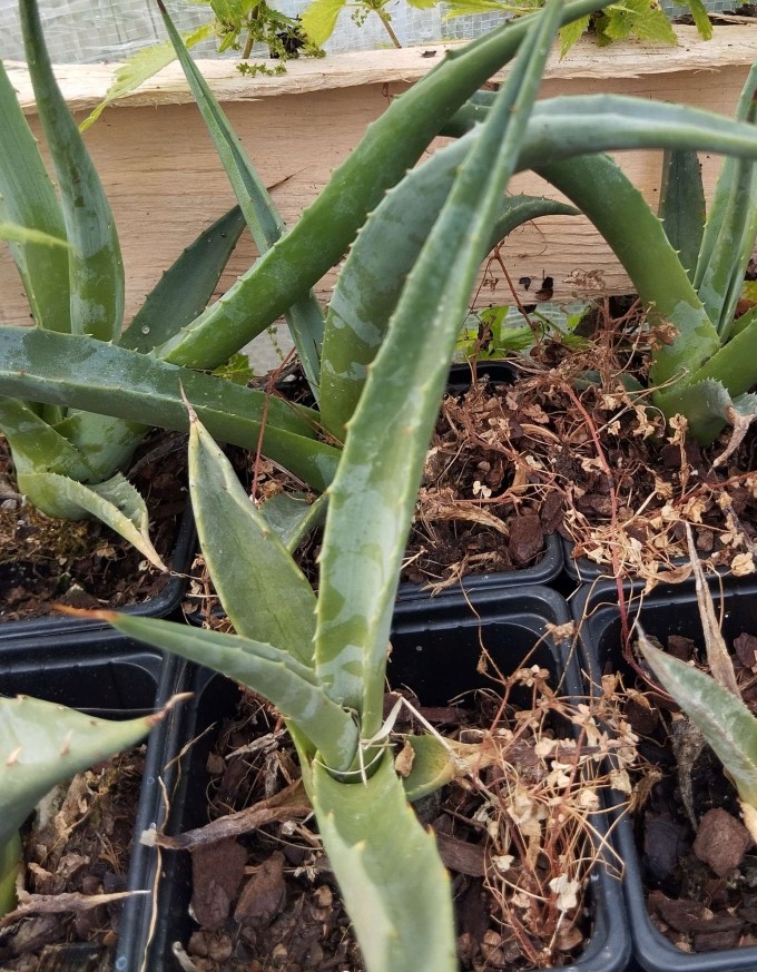 Agave deserti subsp. deserti