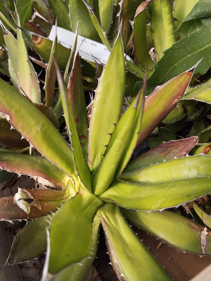 Agave horrida subsp. horrida