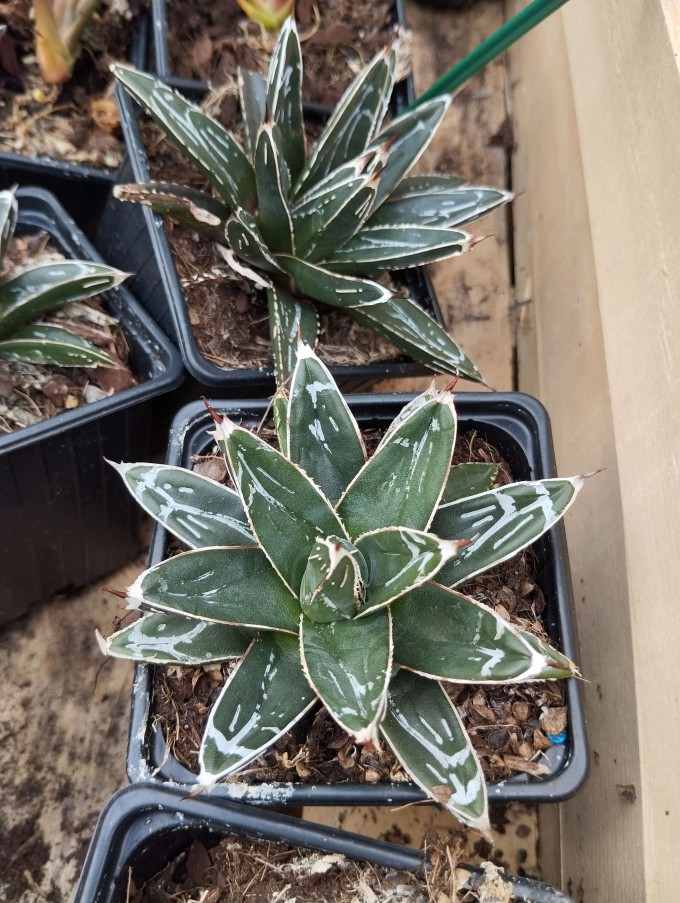 Agave victoria-reginae subsp. swobodae