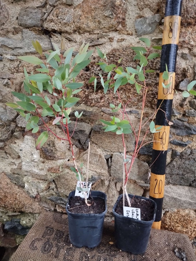 Eucalyptus leucoxylon rosea