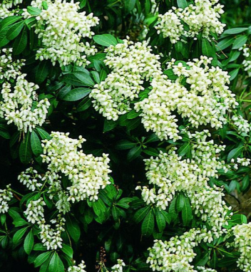 Pieris japonský ´Purity´ - 2 leté v K0,5