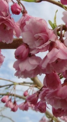 Sakura ´AUTUMNALIS ROSEA´ @