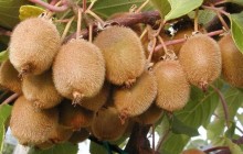 KIWI Actinidia deliciosa BOSKOOP - samosprašné