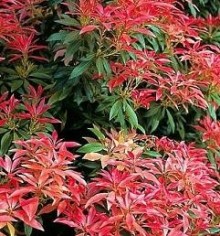 Pieris japonský 'Forest Flame' - tříleté v K2