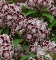 Kalmia (mamota) širokolistá ´Sterntaler´