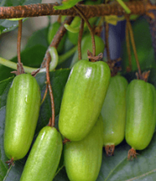 Kiwi - Actinidia kolomikta VITAKOLA - samice - K2