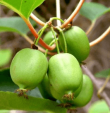 Kiwi - Aktinidie význačná KOKUWA - samice