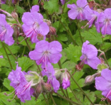 Kakost - Geranium cantabrigiense CAMBRIDGE @