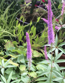 Rozrazil - Veronicastrum virginicum FASCINATION @