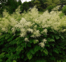 Udatna - Aruncus dioicus PEARL WHITE