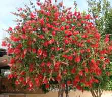 Štětkovec (Callistemon viminalis HANNAY RAY)