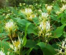 Hedychium ellipticum