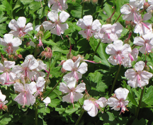 Kakost - Geranium cantabrigiense BIOKOVO @