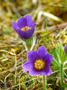 Koniklec obecný PULSAR VIOLET SHADES