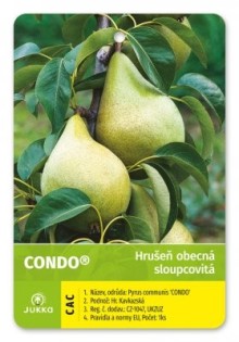 Hrušeň - sloupovitá CONDO