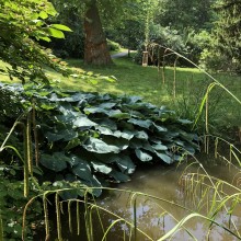 Hosta T-REX @