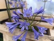 Kalokvět - Agapanthus TORNADO