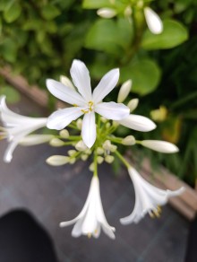 Kalokvět - Agapanthus PITCHOUNE® WHITE