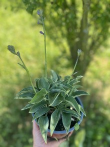 Hosta BLUE CADET @