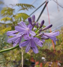 Kalokvět - Agapanthus PURPLE DELIGHT