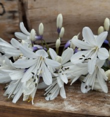 Kalokvět - Agapanthus FIREWORKS®