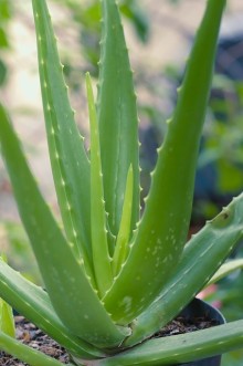 Aloe vera - Aloe pravá