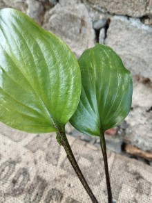 Hosta GOOSBERRY SUNDAE