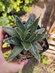 Agave victoria-reginae subsp. victoriae-reginae