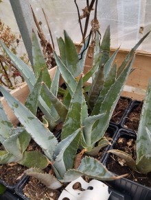 Agave americana